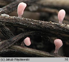 Typhula micans (pałecznica fioletowawa)