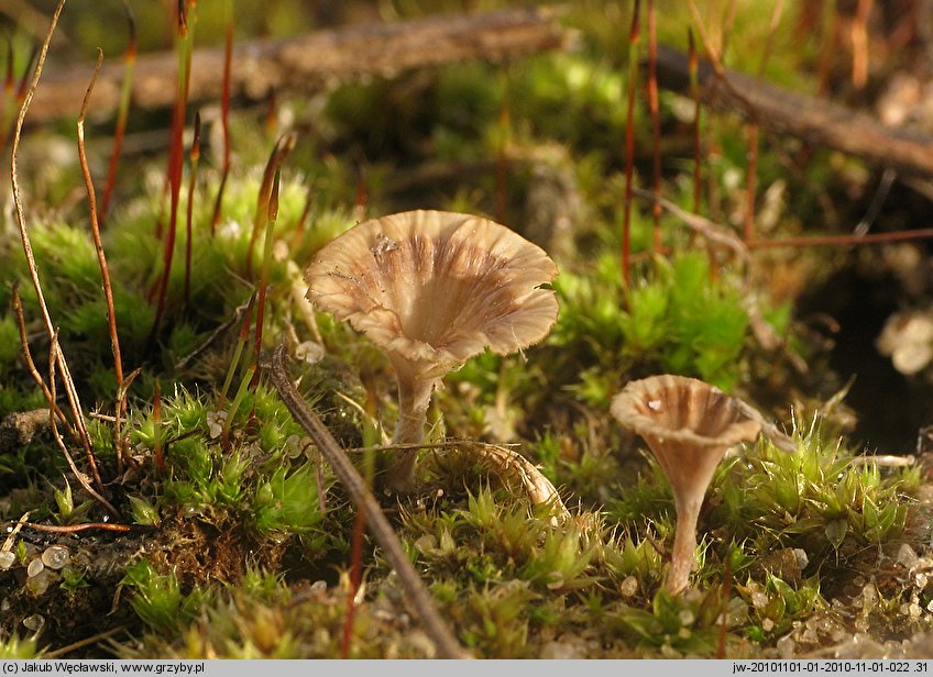 Cotylidia undulata