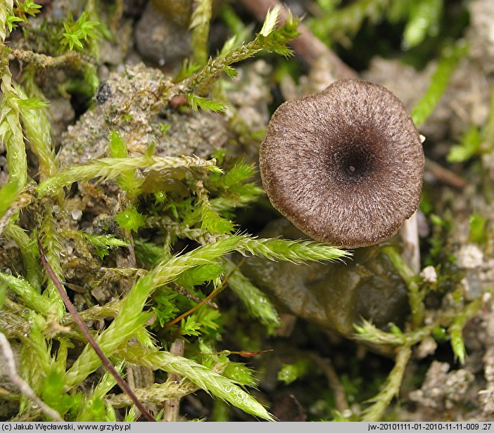 Entoloma phaeocyathum