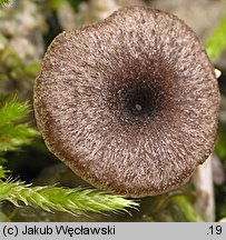 Entoloma phaeocyathum