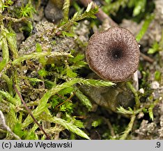 Entoloma phaeocyathum