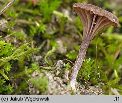 Entoloma phaeocyathum