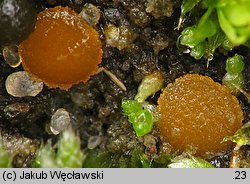 Octospora coccinea