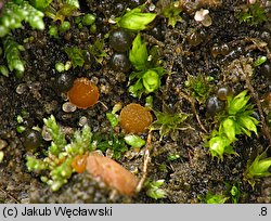 Octospora coccinea