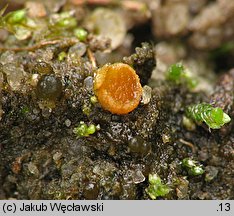 Octospora coccinea