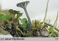 Arrhenia chlorocyanea