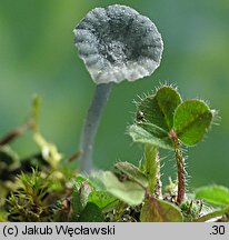 Arrhenia chlorocyanea