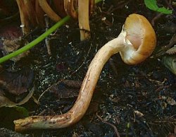 Armillaria mellea (opieńka miodowa właściwa)