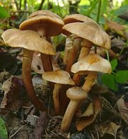 Armillaria mellea (opieńka miodowa właściwa)