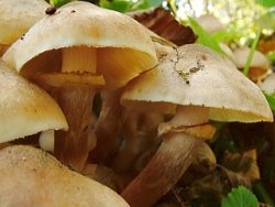 Armillaria mellea s.str. (opieńka miodowa właściwa)