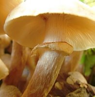 Armillaria mellea (opieńka miodowa właściwa)