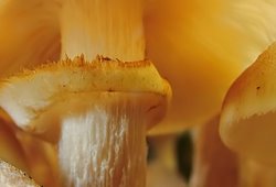 Armillaria mellea s.str. (opieńka miodowa właściwa)