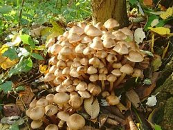 Armillaria mellea (opieńka miodowa właściwa)