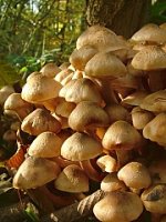 Armillaria mellea (opieńka miodowa właściwa)