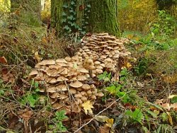 Armillaria mellea (opieńka miodowa właściwa)