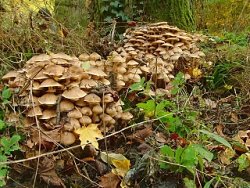 Armillaria mellea s.str. (opieńka miodowa właściwa)