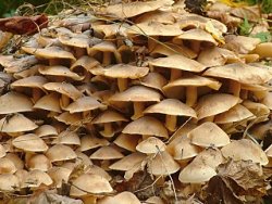 Armillaria mellea (opieńka miodowa właściwa)