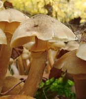 Armillaria mellea (opieńka miodowa właściwa)