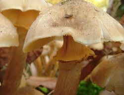 Armillaria mellea (opieńka miodowa właściwa)