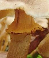 Armillaria mellea s.str. (opieńka miodowa właściwa)