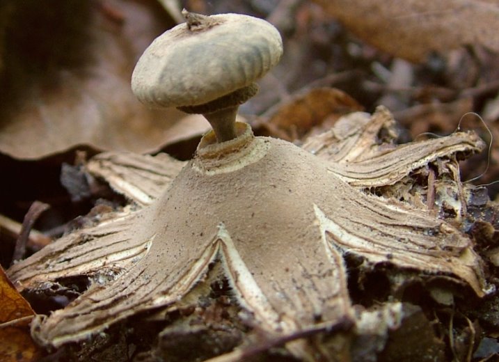 Geastrum striatum (gwiazdosz prążkowany)