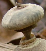 Geastrum striatum (gwiazdosz prążkowany)