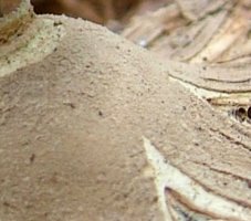 Geastrum striatum (gwiazdosz prążkowany)