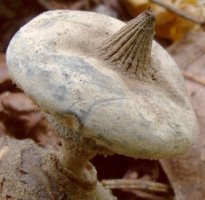 Geastrum striatum (gwiazdosz prążkowany)