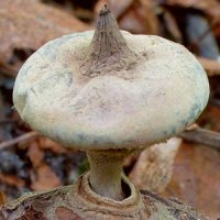 Geastrum striatum (gwiazdosz prążkowany)