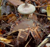 Geastrum striatum (gwiazdosz prążkowany)