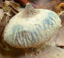 Geastrum striatum (gwiazdosz prążkowany)