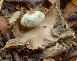 Geastrum striatum (gwiazdosz prążkowany)