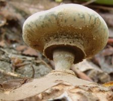 Geastrum striatum (gwiazdosz prążkowany)