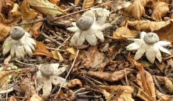 Geastrum coronatum (gwiazdosz koronowaty)