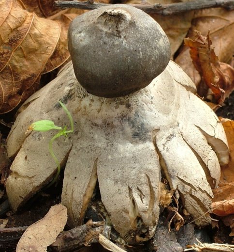 Geastrum coronatum (gwiazdosz koronowaty)