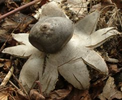 Geastrum coronatum (gwiazdosz koronowaty)