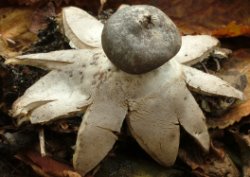 Geastrum coronatum (gwiazdosz koronowaty)