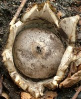 Geastrum coronatum (gwiazdosz koronowaty)