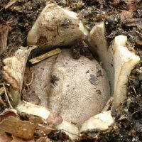 Geastrum coronatum (gwiazdosz koronowaty)