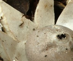 Geastrum coronatum (gwiazdosz koronowaty)