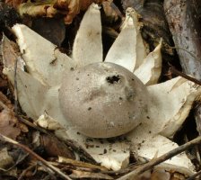 Geastrum coronatum (gwiazdosz koronowaty)