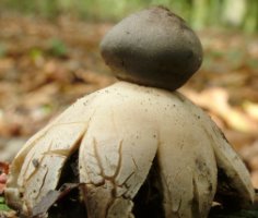 Geastrum coronatum (gwiazdosz koronowaty)