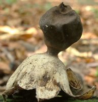 Geastrum coronatum (gwiazdosz koronowaty)