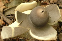 Geastrum fornicatum (gwiazdosz wzniesiony)