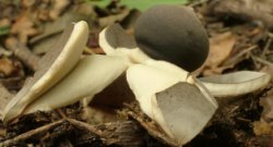 Geastrum fornicatum (gwiazdosz wzniesiony)