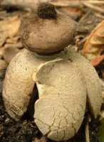 Geastrum fornicatum (gwiazdosz wzniesiony)