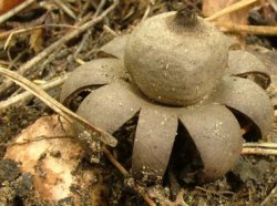 Geastrum corollinum (gwiazdosz brodawkowy)