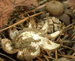 Geastrum corollinum (gwiazdosz brodawkowy)