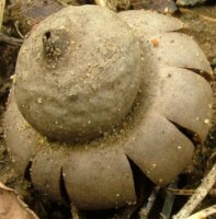 Geastrum corollinum (gwiazdosz brodawkowy)