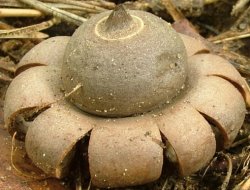 Geastrum corollinum (gwiazdosz brodawkowy)